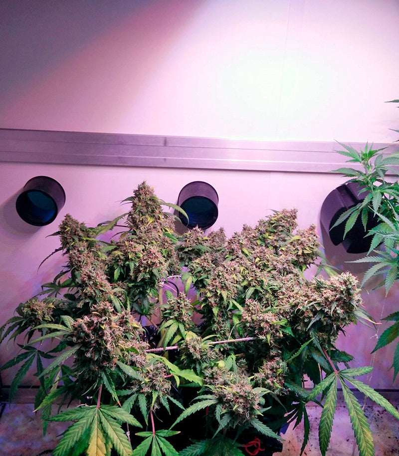 Roślina odmiany Auto White Widow – Dutch Passion – zdjęcie 3