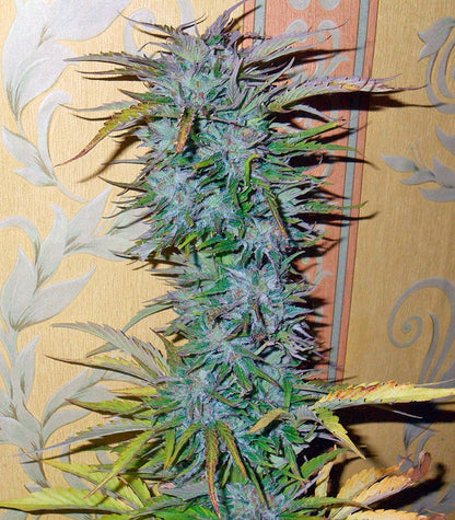 Roślina odmiany Auto White Widow – Dutch Passion – zdjęcie 4