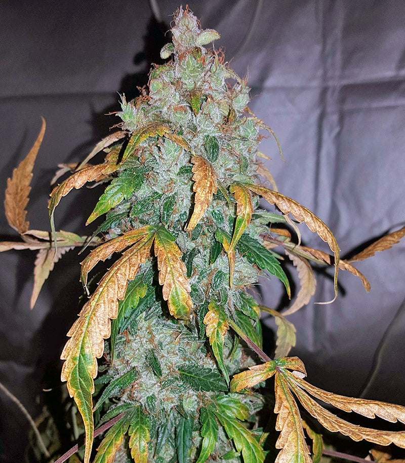 Roślina odmiany Auto White Widow – Pyramid Seeds – zdjęcie 4