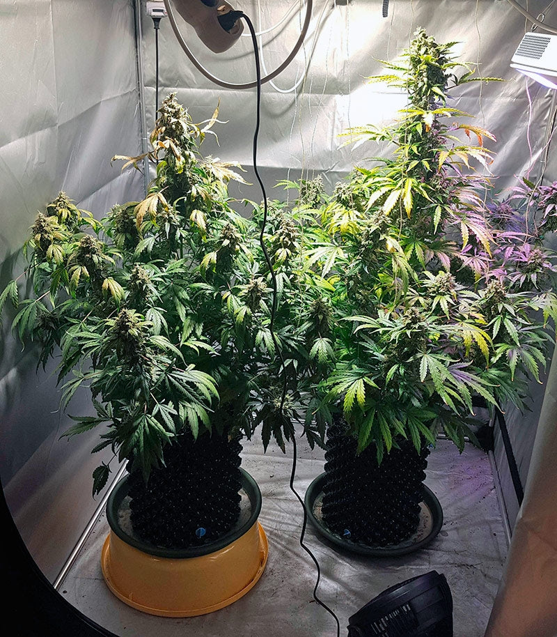 Roślina odmiany Auto White Widow – Pyramid Seeds – zdjęcie 3