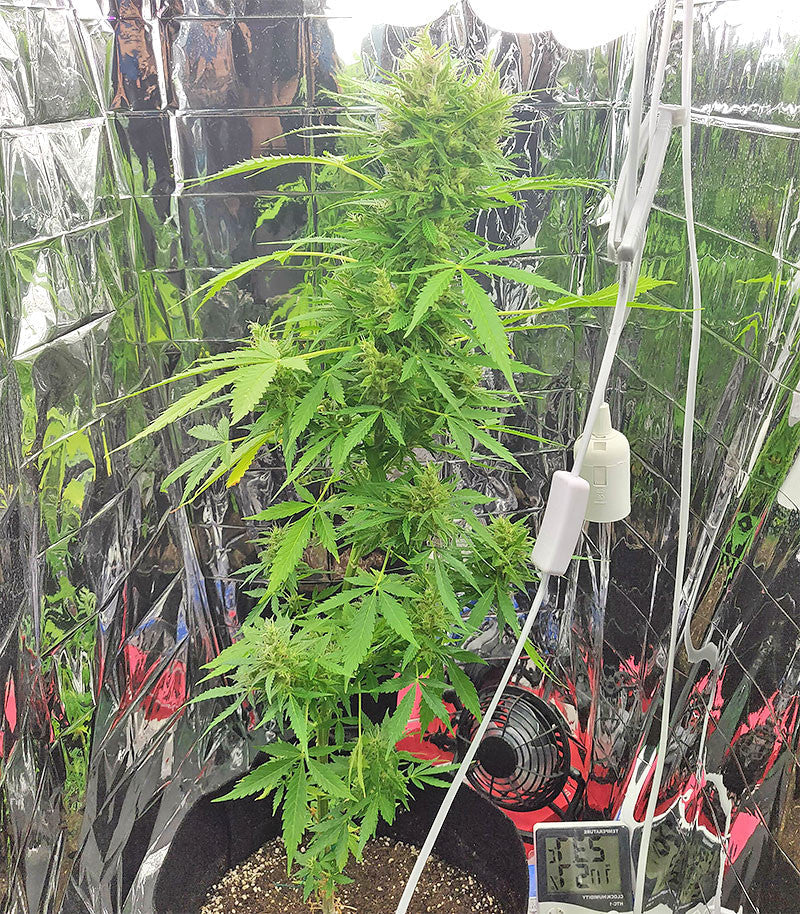 Roślina odmiany BCN Power Plant Autoflower – zdjęcie 4