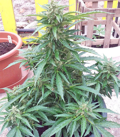 Roślina odmiany BCN Power Plant Autoflower – zdjęcie 5