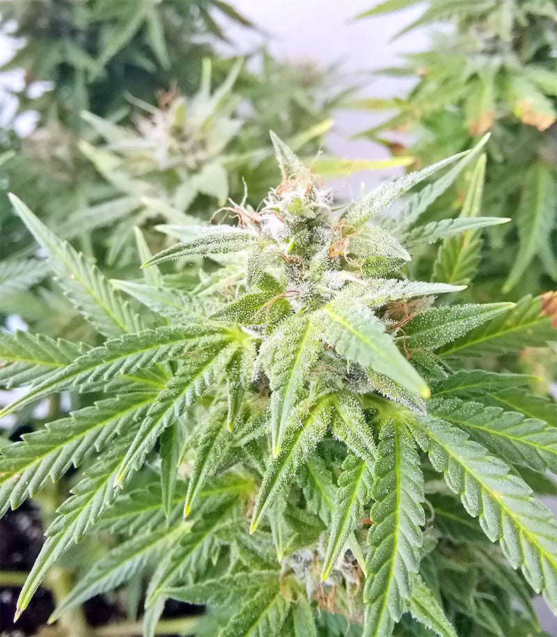 Roślina odmiany BCN Power Plant Autoflower – zdjęcie 6