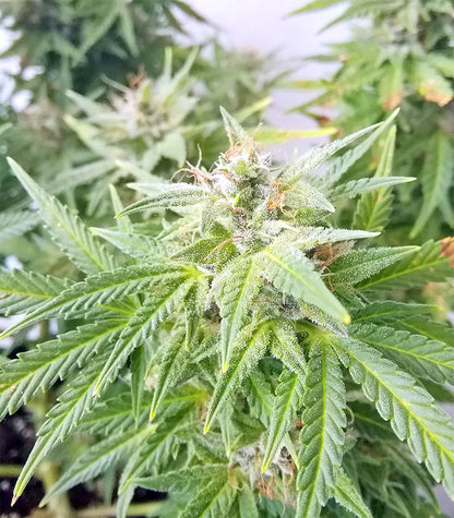 Roślina odmiany BCN Power Plant Autoflower – zdjęcie 6