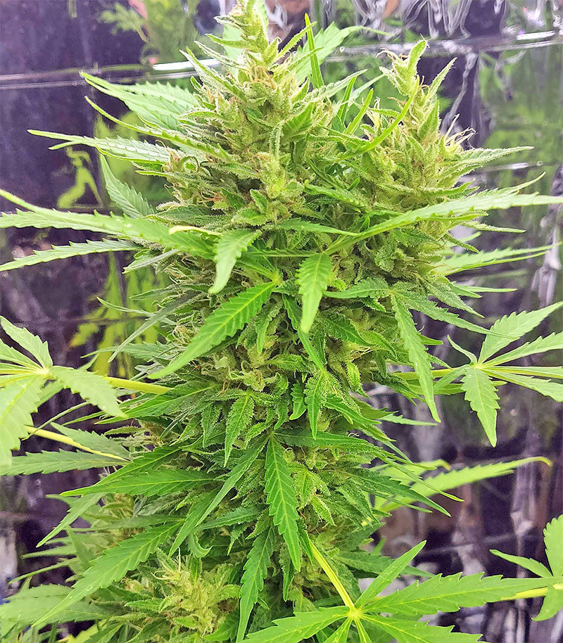 Roślina odmiany BCN Power Plant Autoflower – zdjęcie 3
