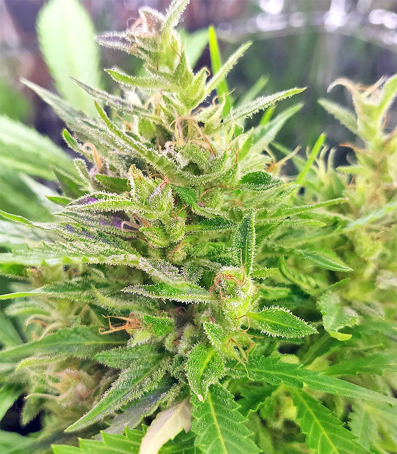Roślina odmiany BCN Power Plant Autoflower – zdjęcie 8