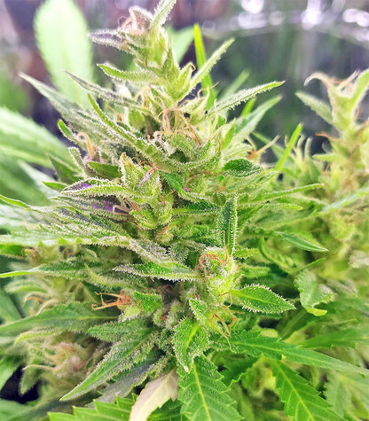 Roślina odmiany BCN Power Plant Autoflower – zdjęcie 8