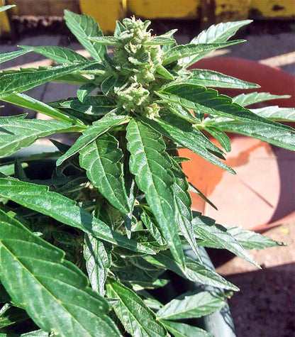 Roślina odmiany BCN Power Plant Autoflower – zdjęcie 9