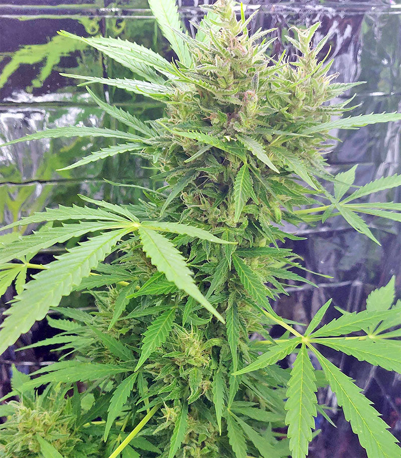Roślina odmiany BCN Power Plant Autoflower – zdjęcie 7