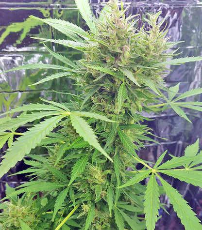 Roślina odmiany BCN Power Plant Autoflower – zdjęcie 7