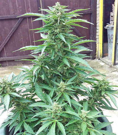 Roślina odmiany BCN Power Plant Autoflower – zdjęcie 11