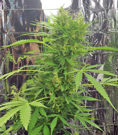 Roślina odmiany BCN Power Plant Autoflower – zdjęcie 10