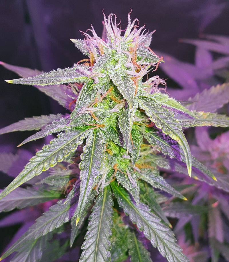 Roślina odmiany Blackberry Gum Autoflower – zdjęcie 3