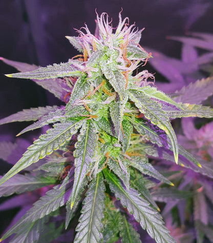 Roślina odmiany Blackberry Gum Autoflower – zdjęcie 3