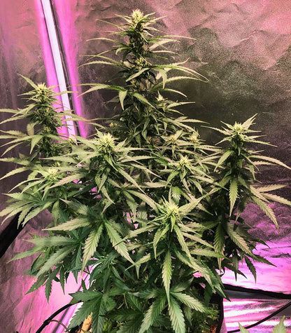 Roślina odmiany Blackberry Gum Autoflower – zdjęcie 4