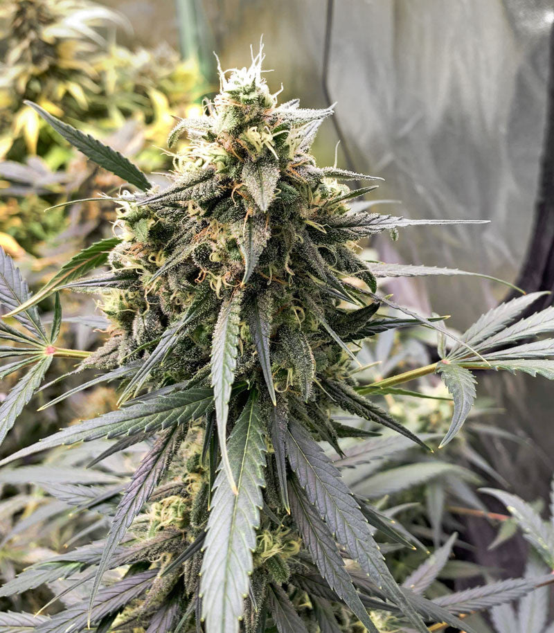 Roślina odmiany Blackberry Gum Autoflower – zdjęcie 5