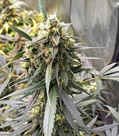 Roślina odmiany Blackberry Gum Autoflower – zdjęcie 5