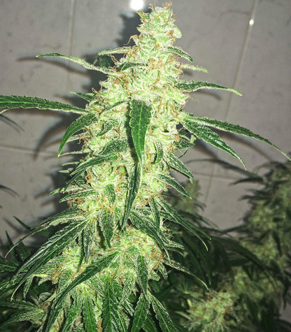Roślina odmiany Blackberry Gum Autoflower – zdjęcie 6