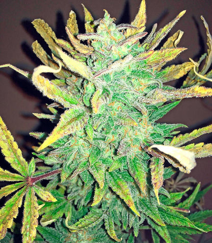 Roślina odmiany Bubba Cheese Auto – zdjęcie 4