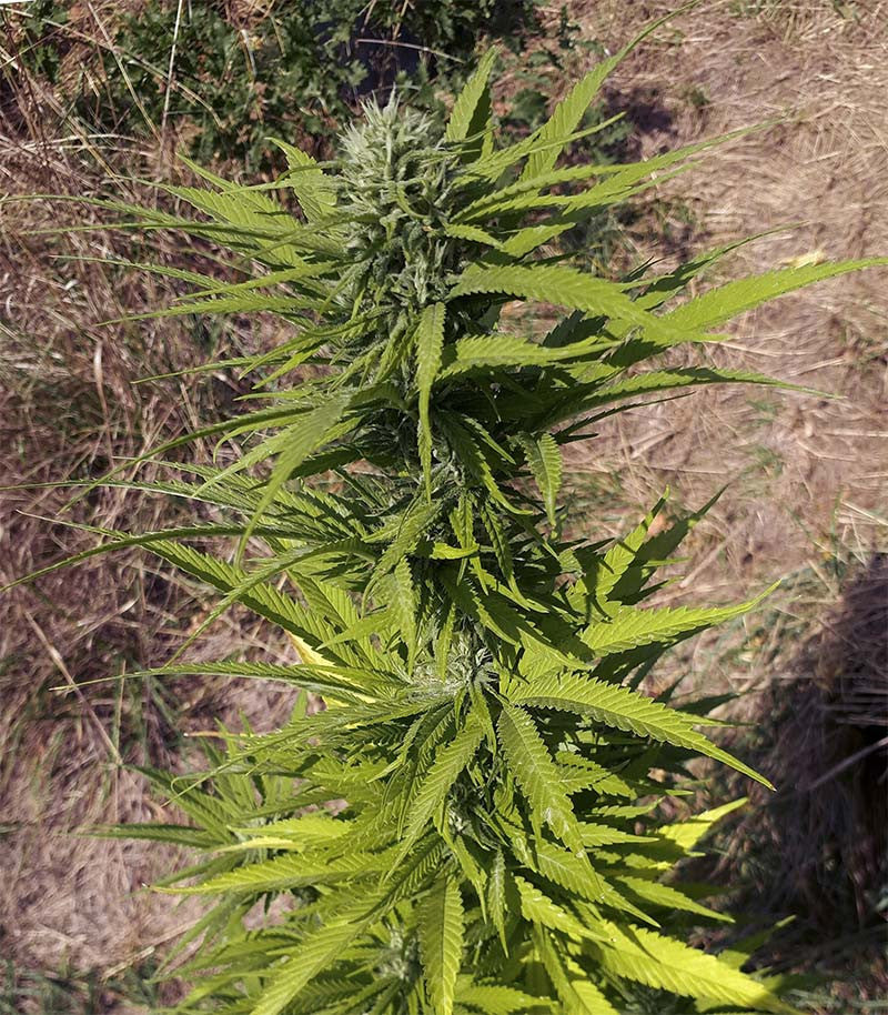 Roślina odmiany CBD Caramel Regular – zdjęcie 4