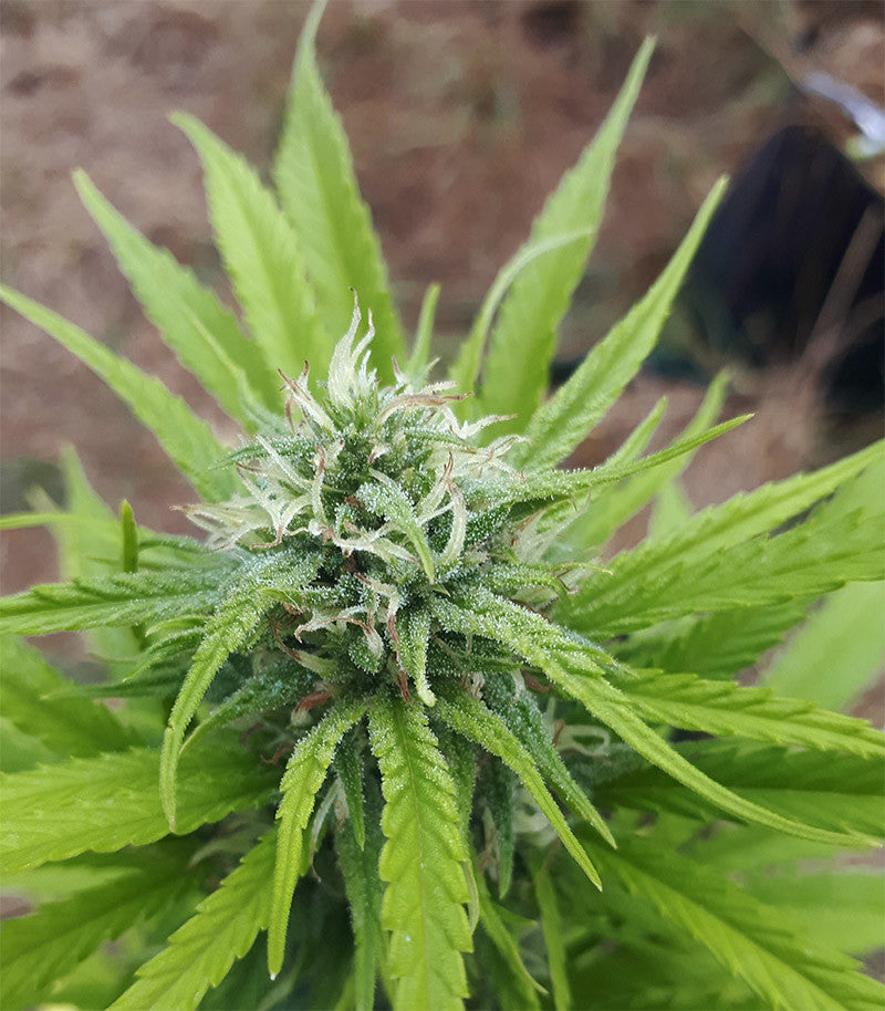 Roślina odmiany CBD Caramel Regular – zdjęcie 3