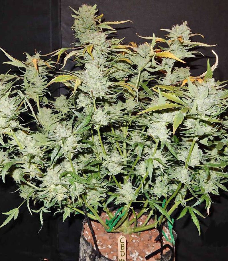 Roślina odmiany CBD Auto 1:1 (CBD Crack) – zdjęcie 3