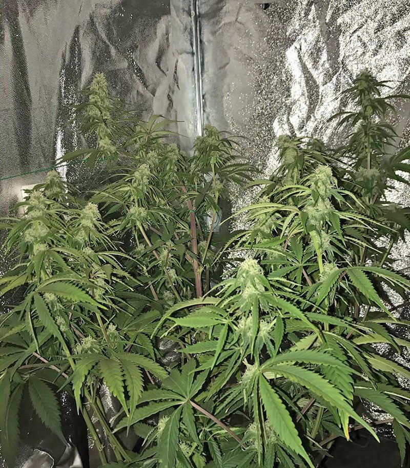 Roślina odmiany CBD Auto 1:1 (CBD Crack) – zdjęcie 5