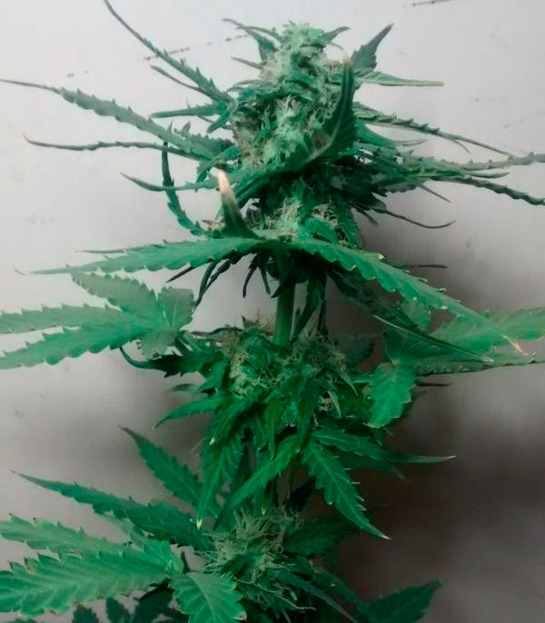 Roślina odmiany Critical Jack Herer Auto – zdjęcie 3