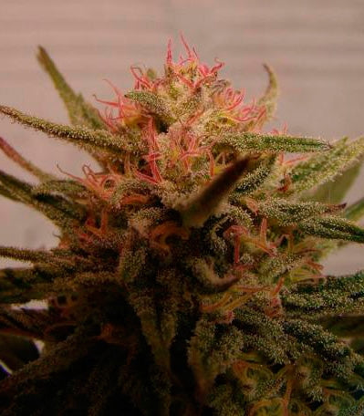 Roślina odmiany Critical Neville Haze 2.0 – zdjęcie 3