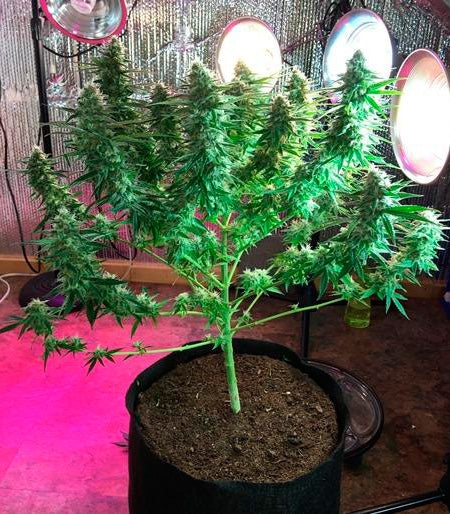Roślina odmiany Critical Super Silver Haze – zdjęcie 3