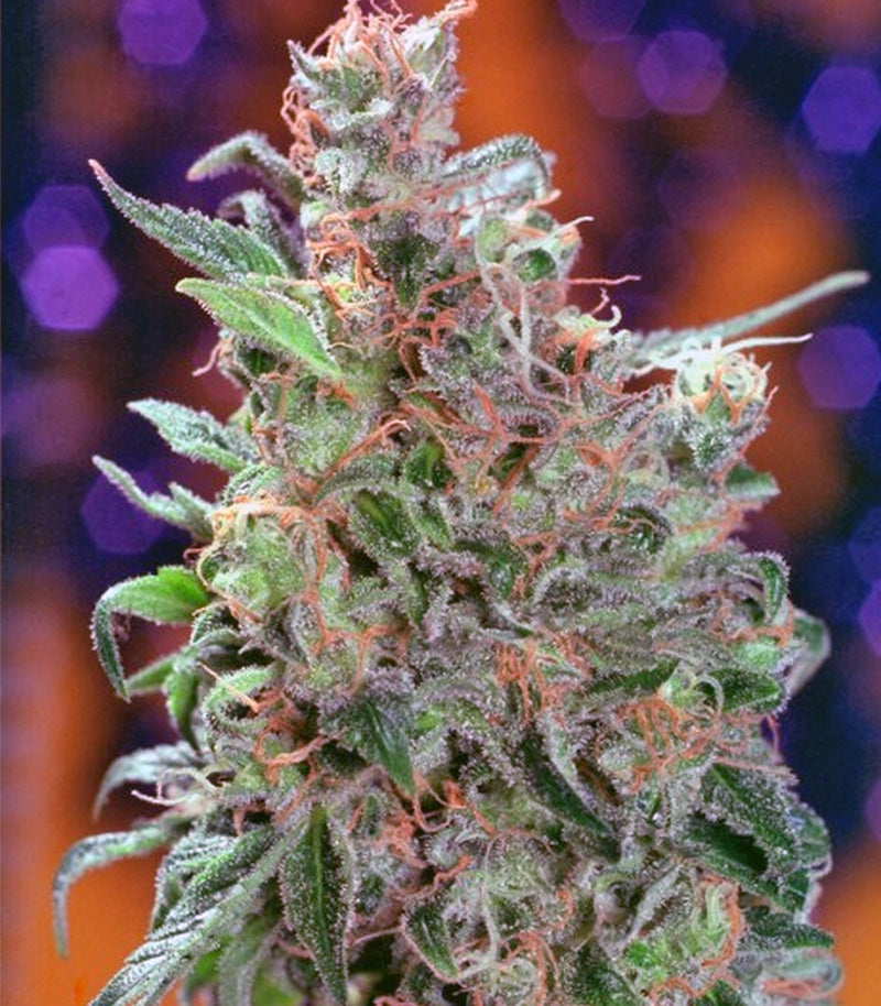 Roślina odmiany Californian Orange – zdjęcie 6