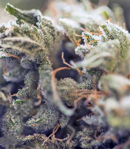 Roślina odmiany Critical Kush Auto / Critical Rapido Auto – zdjęcie 4