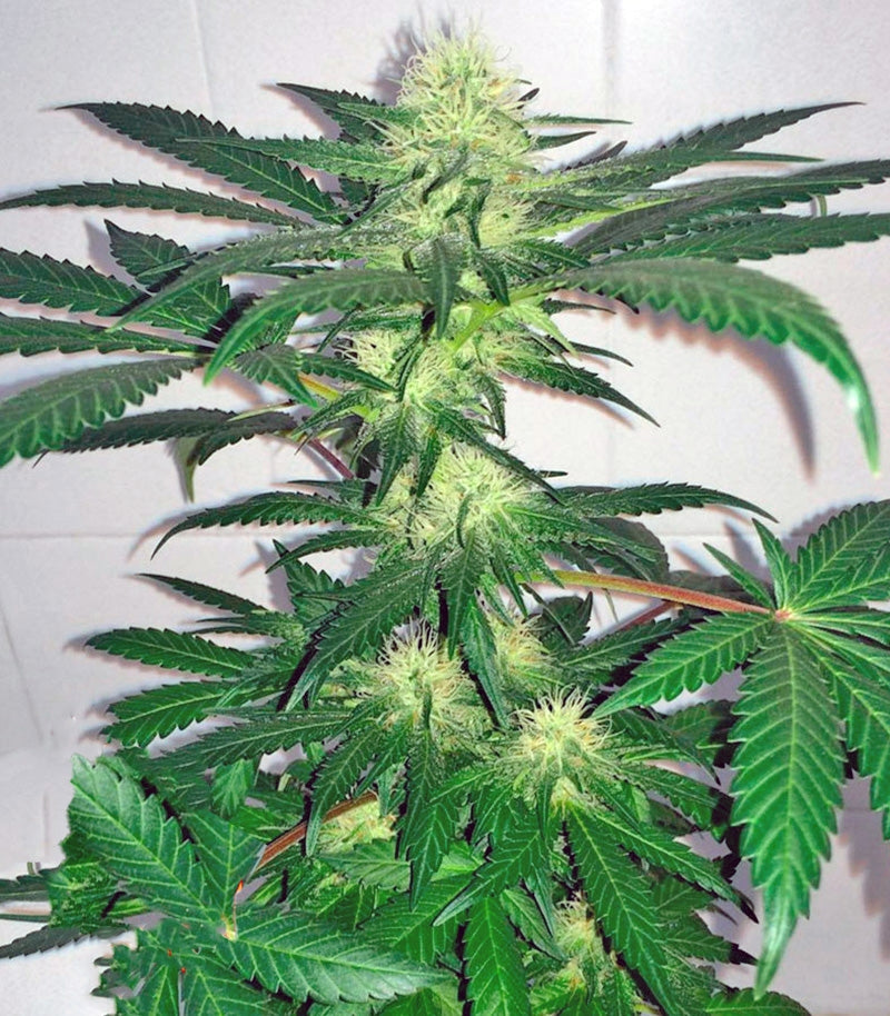 Roślina odmiany Critical Kush Auto / Critical Rapido Auto – zdjęcie 3