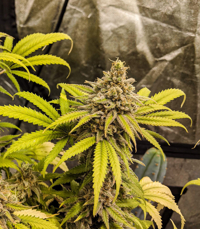 Roślina odmiany Critical Super Silver Haze – zdjęcie 10