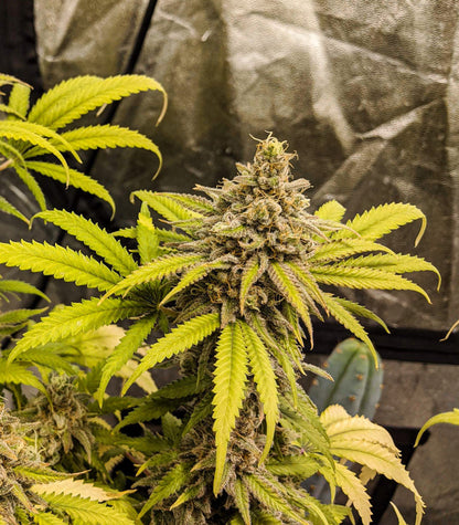 Roślina odmiany Critical Super Silver Haze – zdjęcie 10