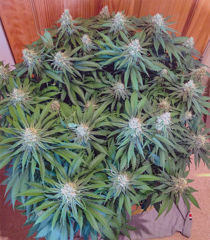 Roślina odmiany Critical Super Silver Haze – zdjęcie 6