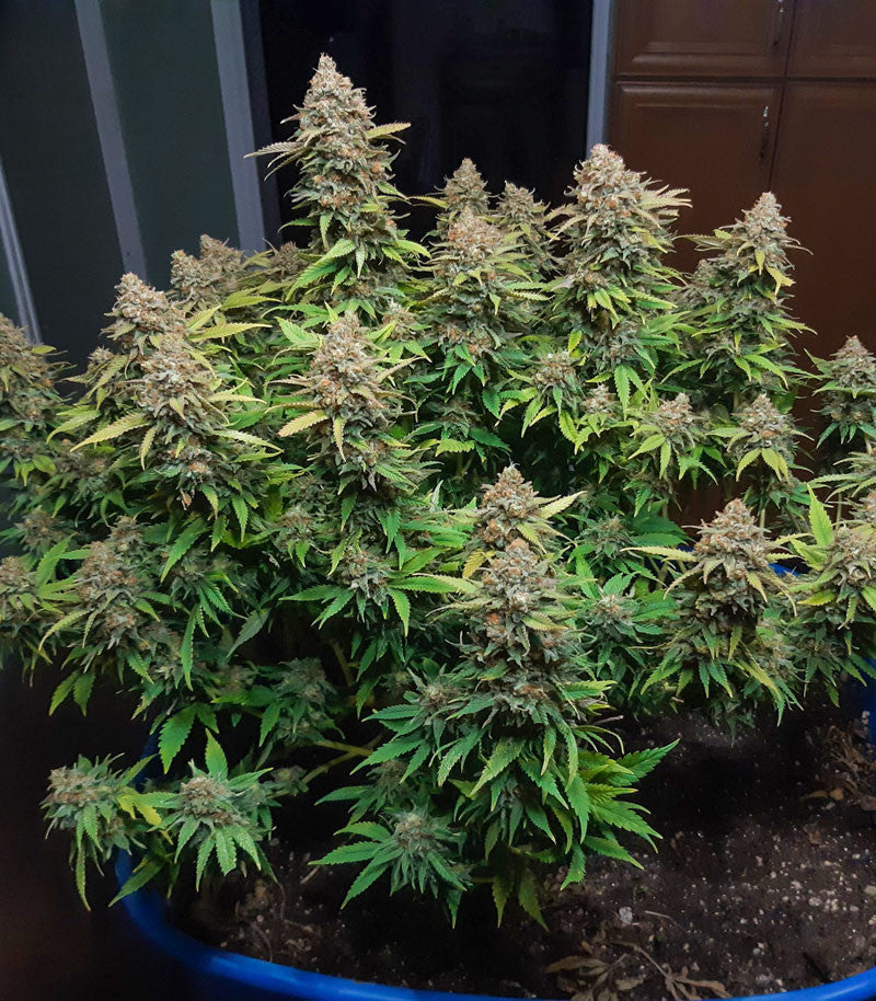 Roślina odmiany Critical Super Silver Haze – zdjęcie 9