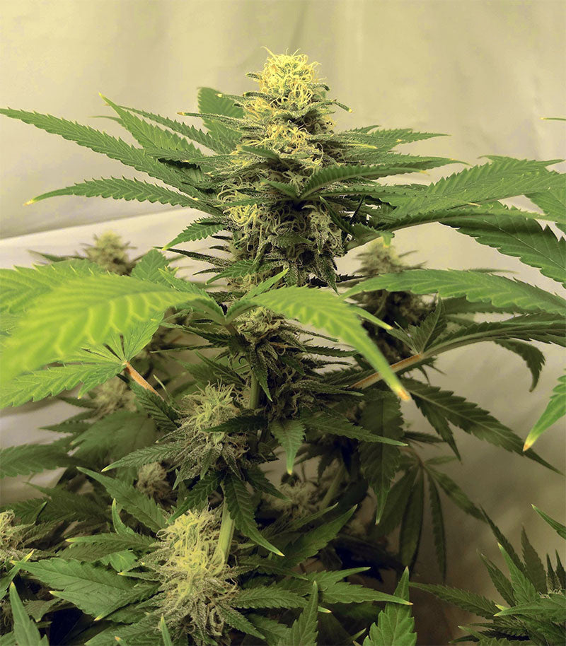 Roślina odmiany Critical Super Silver Haze – zdjęcie 5