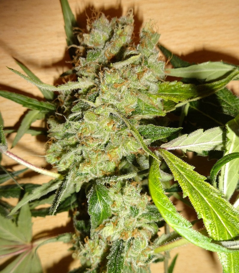 Roślina odmiany Euphoria CBD – zdjęcie 3