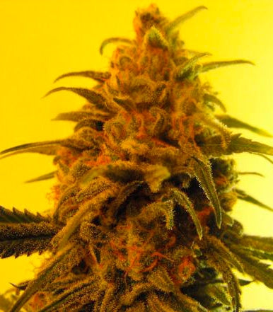 Roślina odmiany Fruity Chronic Juice – zdjęcie 3