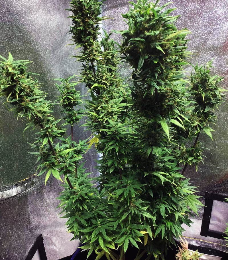 Roślina odmiany Girl Scout Cookies – Blimburn Seeds – zdjęcie 4