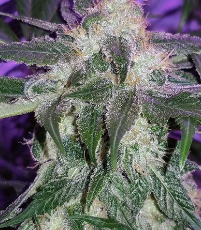 Roślina odmiany Girl Scout Cookies – Blimburn Seeds – zdjęcie 3