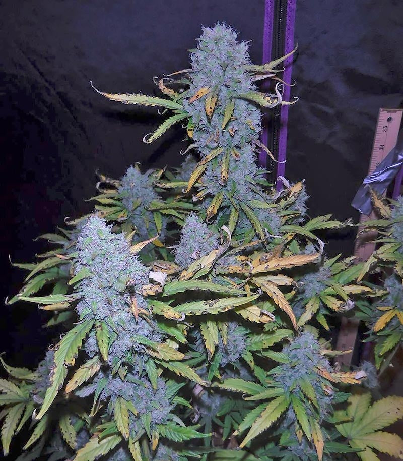Roślina odmiany Green Crack Auto – zdjęcie 3