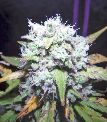 Roślina odmiany Green Crack Auto – zdjęcie 4