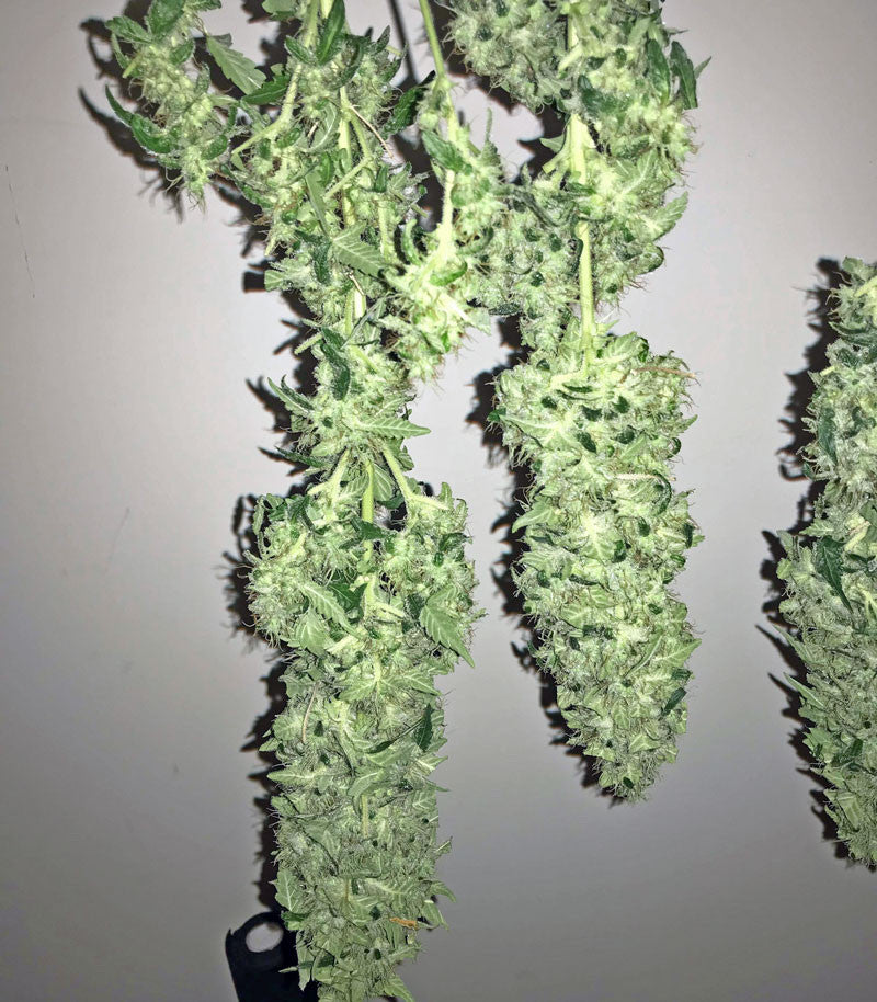 Roślina odmiany Green Crack – Blimburn Seeds – zdjęcie 3