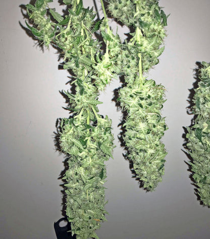 Roślina odmiany Green Crack – Blimburn Seeds – zdjęcie 3