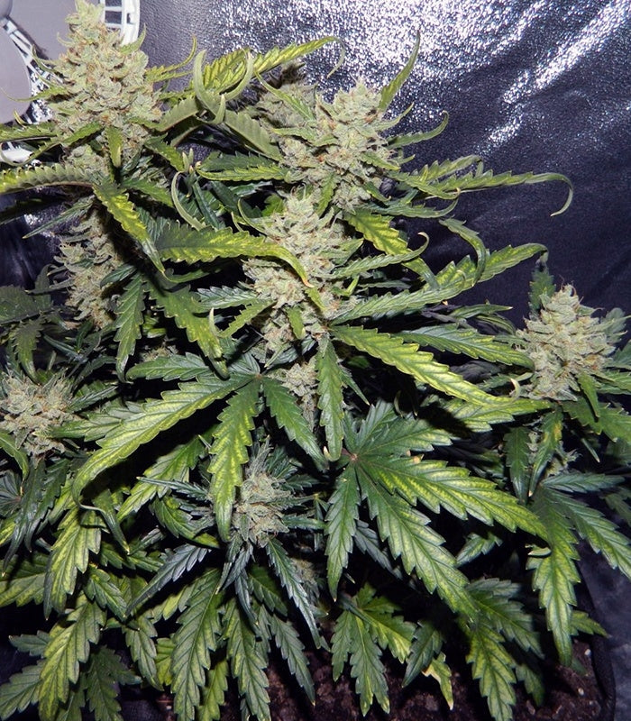 Roślina odmiany Green Crack Auto – zdjęcie 5