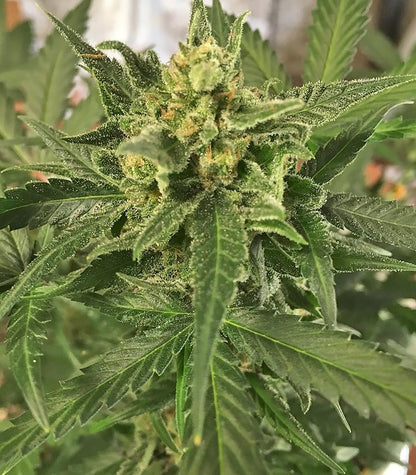 Roślina odmiany Green Crack Auto – zdjęcie 7