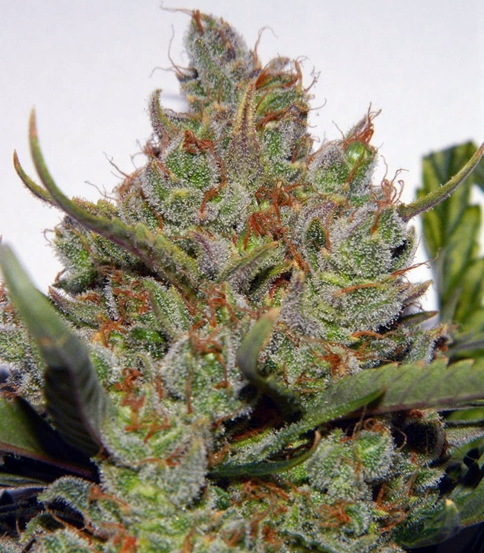 Roślina odmiany Green Crack Auto – zdjęcie 8