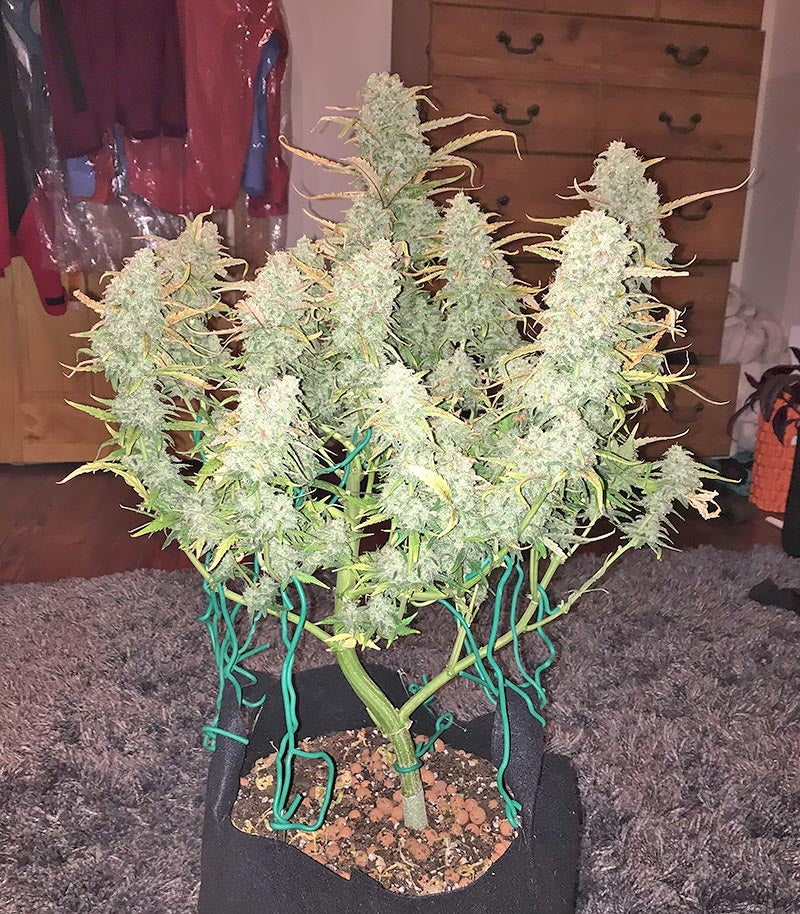Roślina odmiany Green Crack Auto – zdjęcie 10